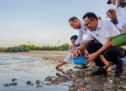 Ansy Lema Lepas Ratusan Penyu di Lepas Pantai Sulamanda-Kabupaten Kupang