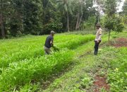 Percepat Program Swasembada Pangan, Bhabinkamtibmas Lakukan Edukasi Bagi Kelompok Tani Tedo Tembu