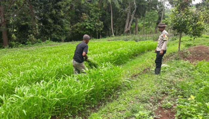 Percepat Program Swasembada Pangan, Bhabinkamtibmas Lakukan Edukasi Bagi Kelompok Tani Tedo Tembu