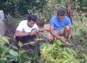 Koalisi KOPI Bersama Masyarakat Desa Ndetundora II Tanam Puluhan Pohon Beringin du Hutan Nuabosi