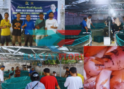 Panen Perdana Ikan Nila, Kelompok Jaya Anak Negeri Sampaikan Terima Kasih kepada Julie Laiskodat