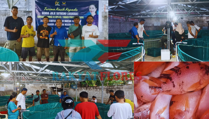 Panen Perdana Ikan Nila, Kelompok Jaya Anak Negeri Sampaikan Terima Kasih kepada Julie Laiskodat