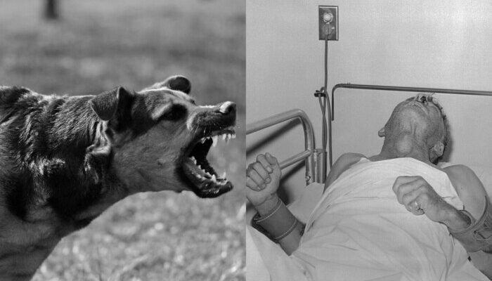 Rabies di NTT: Ancaman Mematikan yang Bisa Dicegah dengan Tindakan Cepat