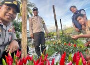 Dukung Program Ketahanan Pangan Nasional Polsek Ndona Panen Perdana Cabai