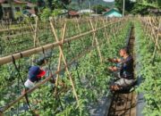 Tanaman Holtikultura di Lokasi Ketahanan Pangan Bergizi Milik Polsek Wolowaru Mulai Tumbuh Baik