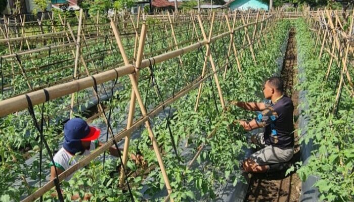 Tanaman Holtikultura di Lokasi Ketahanan Pangan Bergizi Milik Polsek Wolowaru Mulai Tumbuh Baik
