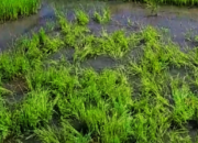 Dinas Pertanian Ende Kendalikan Ledakan Hama Tikus di Wewaria, Petani Terima Bantuan Obat dari Kementerian Pertanian