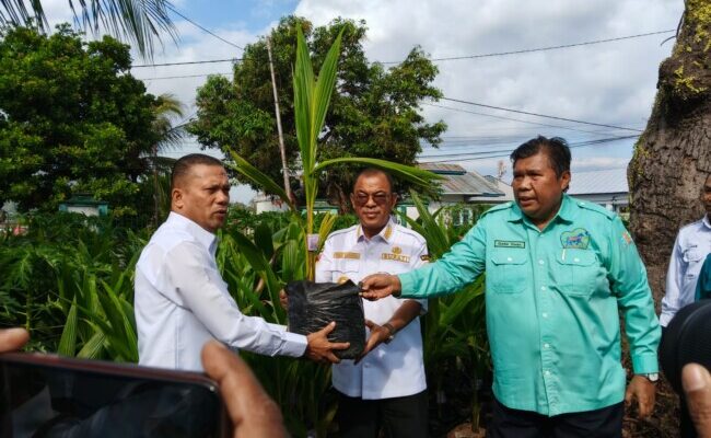 Bupati Ende Dorong Kelapa Genjah Entok Jadi Ikon Daerah, Ribuan Bibit Dibagikan dan Lahan Pabrik Akan Disiapkan